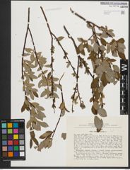 Foto von Salix phylicifolia L.